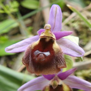 Ophrys argolica