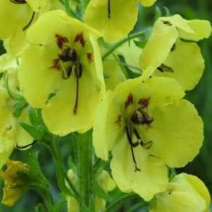 Verbascum spectabile