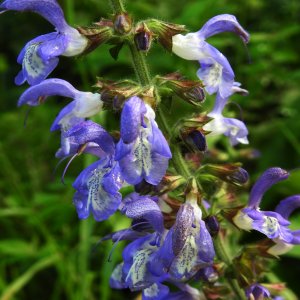 Salvia forskahlei