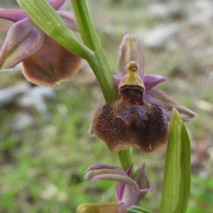 Ophrys argolica