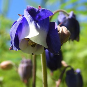 Aquilegia olympica