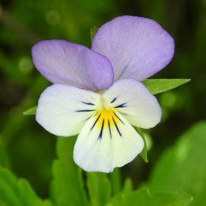 Viola tricolor