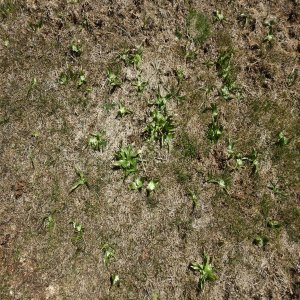 Ornithogalum lanceolatum