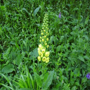 Verbascum spectabile