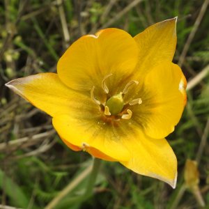 Tulipa orphanidea