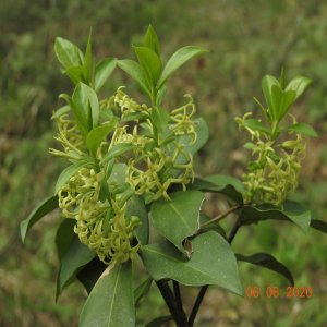 Daphne pontica ssp pontica