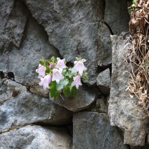 Campanula betulifolia