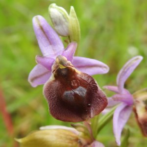 Ophrys argolica