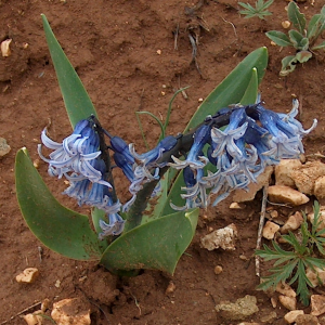Hyacinthus orientalis var. chionophilus