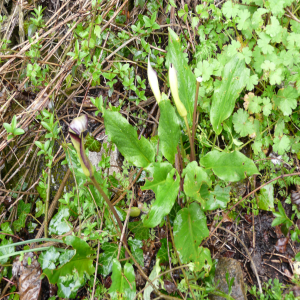 Arum hygrophilum ssp euxinum