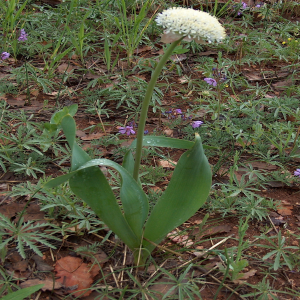 Allium kharputense