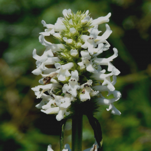 Stachys officinalis ssp.balcanica