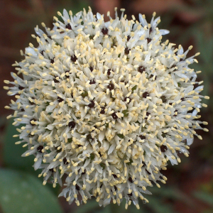 Allium kharputense