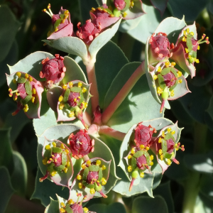 Euphorbia anacampseros var. anacampseros