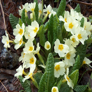 Primula acaulis ssp  acaulis; Primula vulgaris var. vulgaris