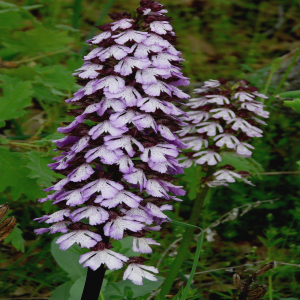 Orchis purpurea ssp purpurea