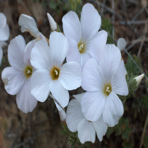 Linum hirsitum ssp. anatolicum var. anatolicum