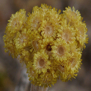 Helichrysum arenarium ssp. aucheri