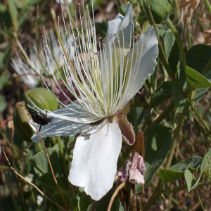 Capparis sicula var. herbacea Sin: C.ovata var. herbacea