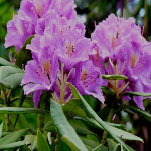 Rhododendron ponticum ssp. Ponticum var. ponticum