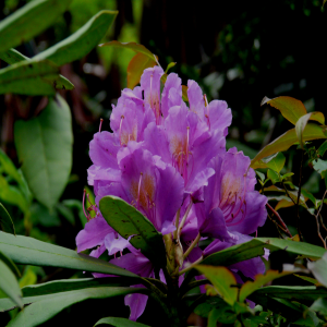 Rhododendron ponticum ssp. Ponticum var. ponticum