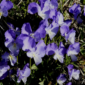 Viola altaica ssp. oreades