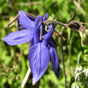 Aquilegia olympica