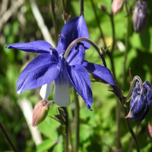 Aquilegia olympica