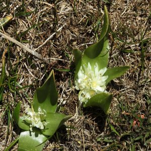 Ornithogalum lanceolatum