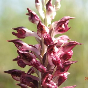 Anacamptis coriophora; Orchis coriophora