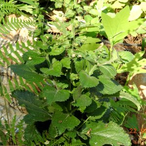 Verbascum levanticum