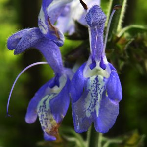 Salvia forskahlei