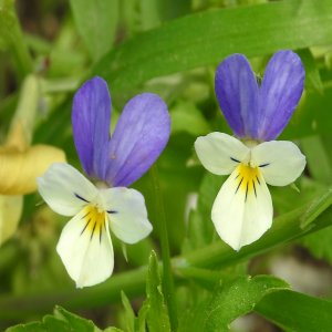 Viola tricolor