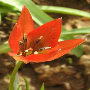 Tulipa orphanidea