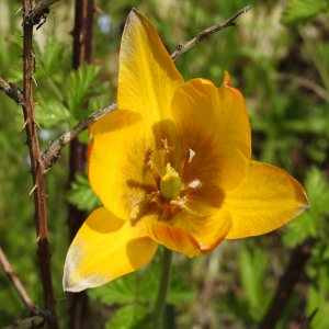 Tulipa orphanidea
