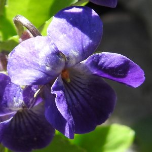 Viola isaurica