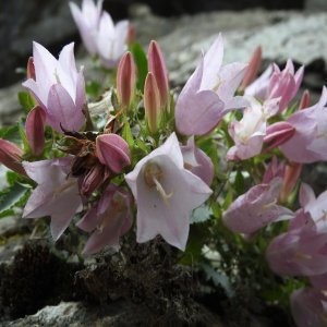 Campanula betulifolia