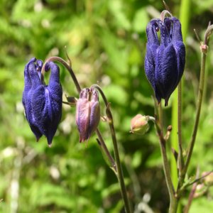 Aquilegia olympica