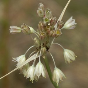Allium paniculatum ssp.paniculatum Sin: Allium longispathum