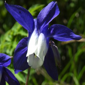 Aquilegia olympica