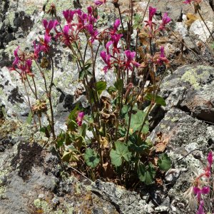 Pelargonium endlicherianum