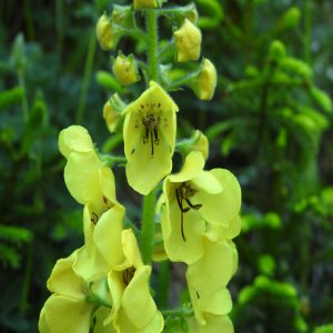 Verbascum spectabile