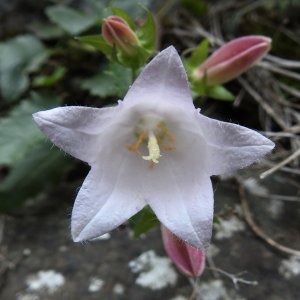 Campanula betulifolia