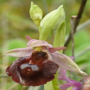 Ophrys argolica