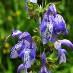 Salvia forskahlei