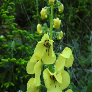 Verbascum spectabile