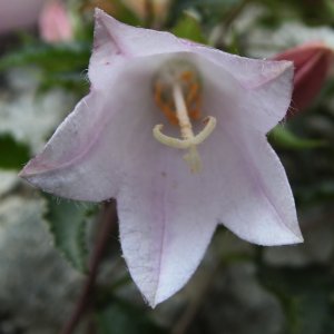 Campanula betulifolia