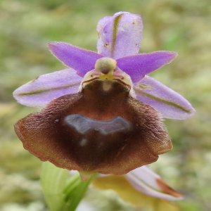 Ophrys argolica