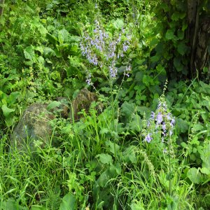 Salvia forskahlei