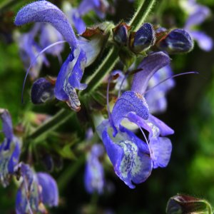 Salvia forskahlei